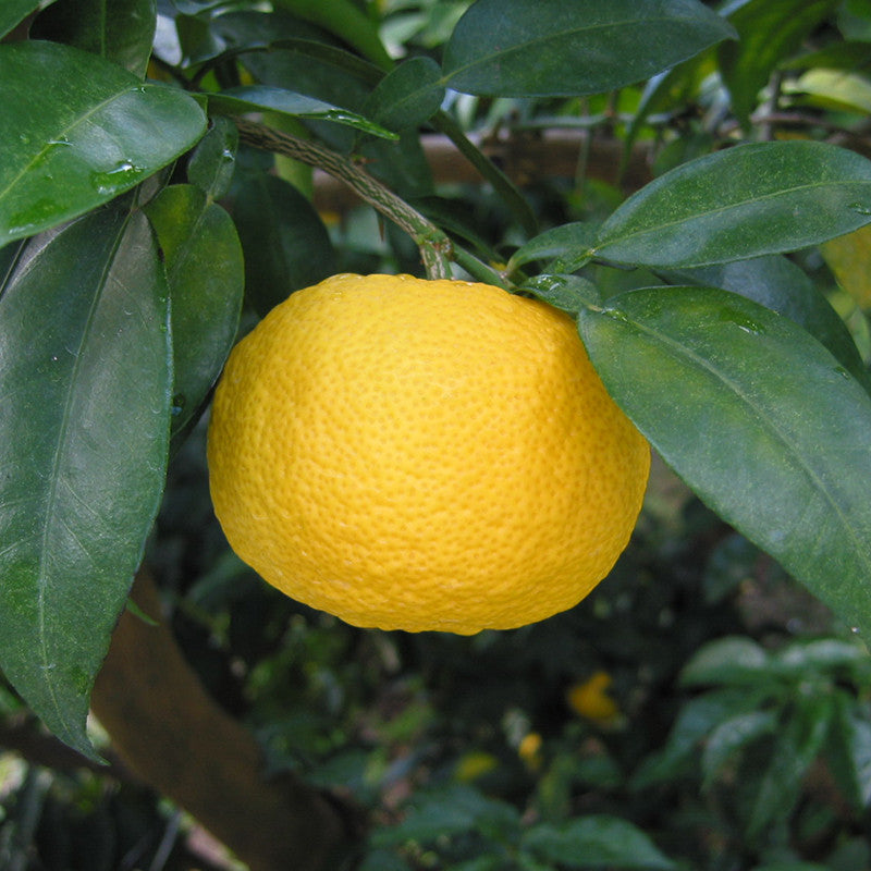 Sól morska z yuzu
